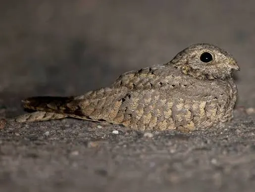Egyptian Nightjar resting on bare gravelly ground